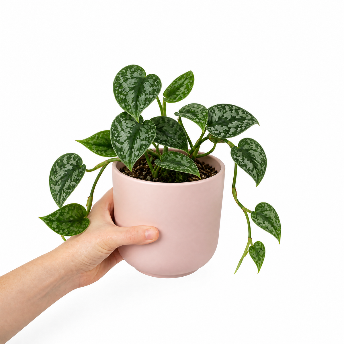 Satin Pothos houseplant with silver-variegated green trailing leaves.
