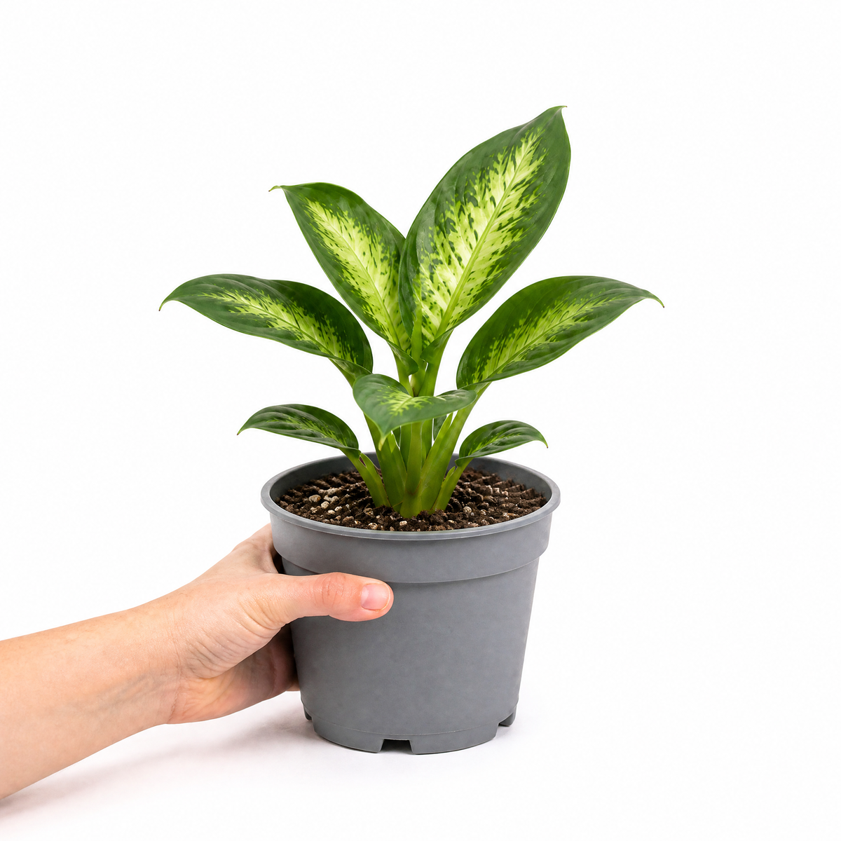 Dieffenbachia Dumb Cane with green and creamy-yellow variegated leaves