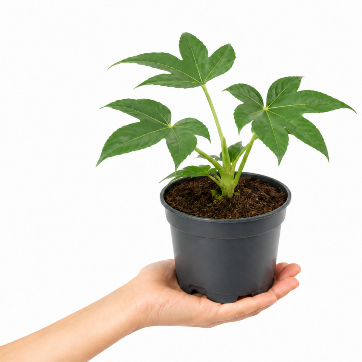Fatsia japonica, the Paper Plant, with large glossy dark green lobed leaves.