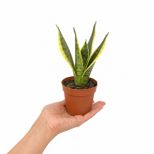 A variegated snake plant with dark green and yellow upright leaves in a pot.