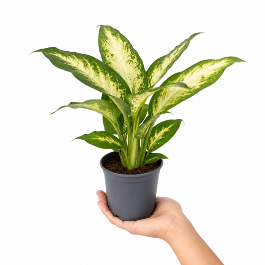 A Dieffenbachia Camilla dumb cane plant with cream and green variegated leaves.