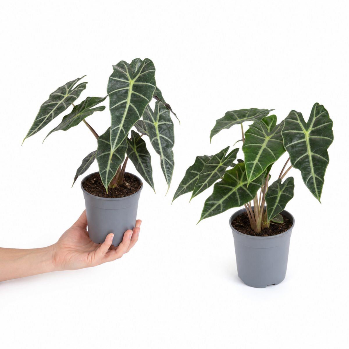 Alocasia Polly Elephant's Ear plant with deep green, white-veined leaves.