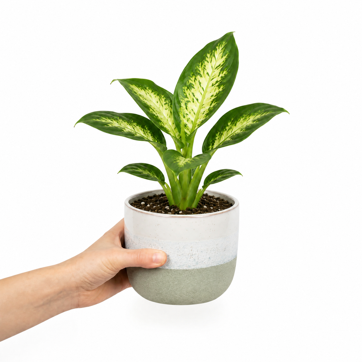 Dieffenbachia Dumb Cane with green and creamy-yellow variegated leaves