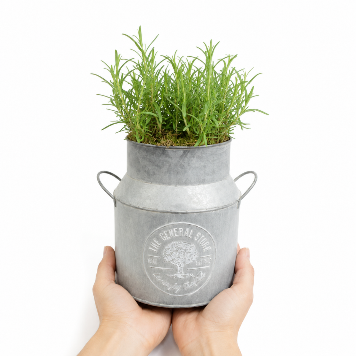 Green rosemary herb in pre-planted decorative milk churn planter
