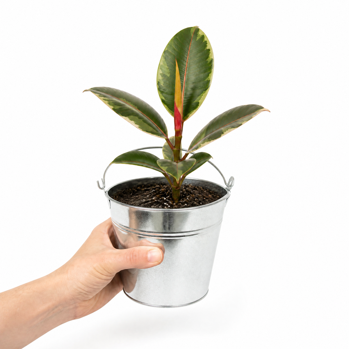 Ficus elastica 'Belize' rubber plant with glossy green, pink-red marked leaves.