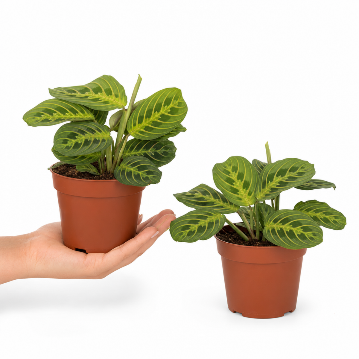 Maranta Lemon Lime prayer plant with lime green and deep green variegated leaves.