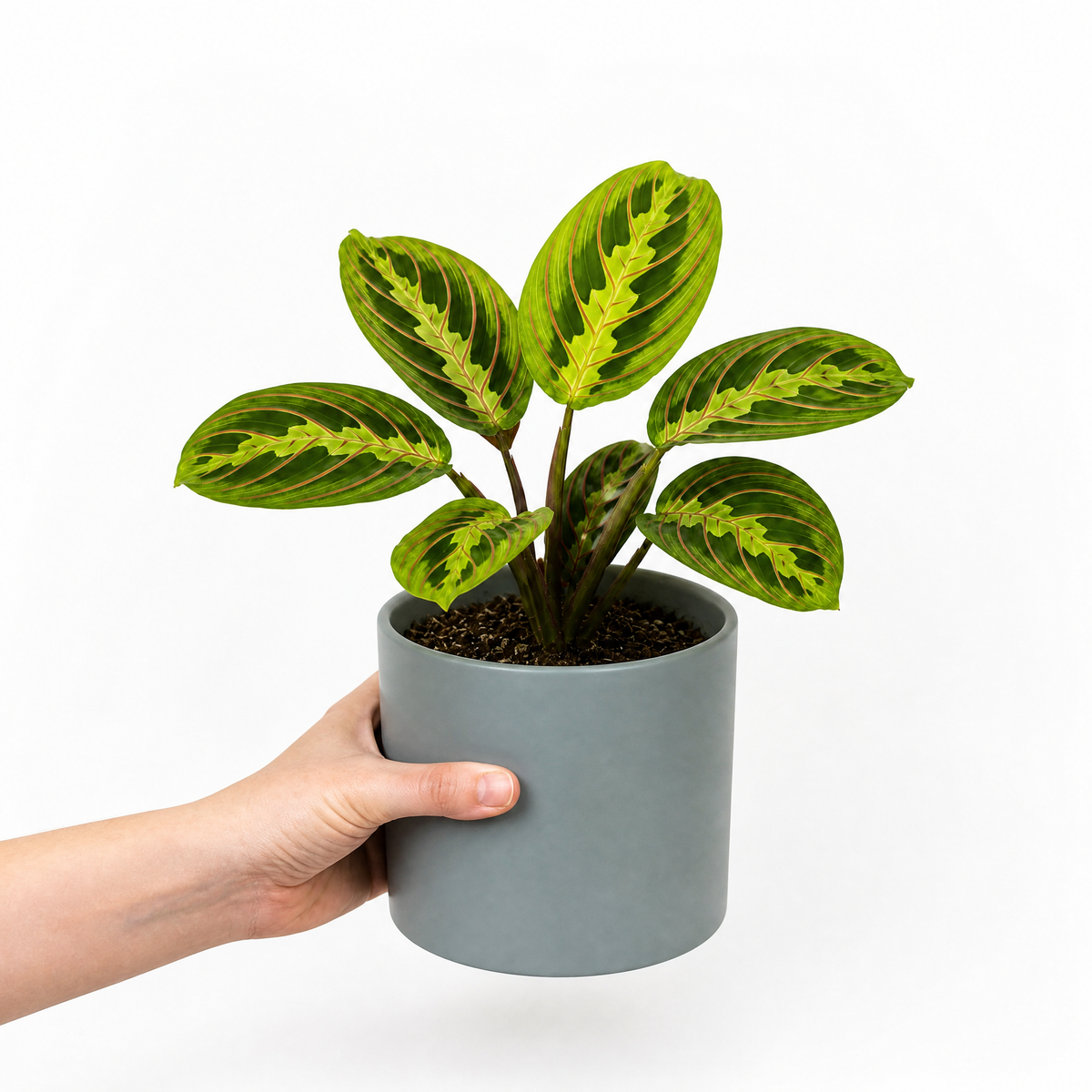 Maranta Lemon Lime Prayer Plant with lime green and yellow striped foliage.