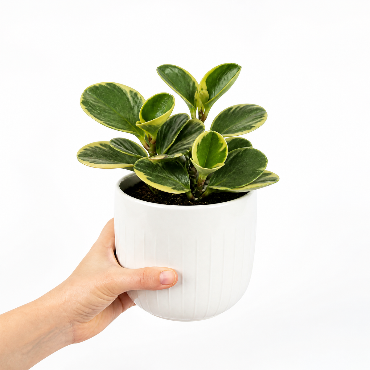 Peperomia obtusifolia 'Variegata' houseplant with creamy white and green variegated leaves.