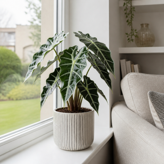 Alocasia Polly Elephant's Ear plant with deep green, white-veined leaves.