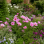 Set of 3 or 6 Large Plants - Cosmos Apollo Pink, Ready to Plant in Your Garden, Peat-Free