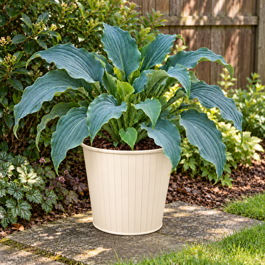 Hosta 'Tears from Heaven' (Plantain Lily) – Shade Loving Perennial (3L Pot)