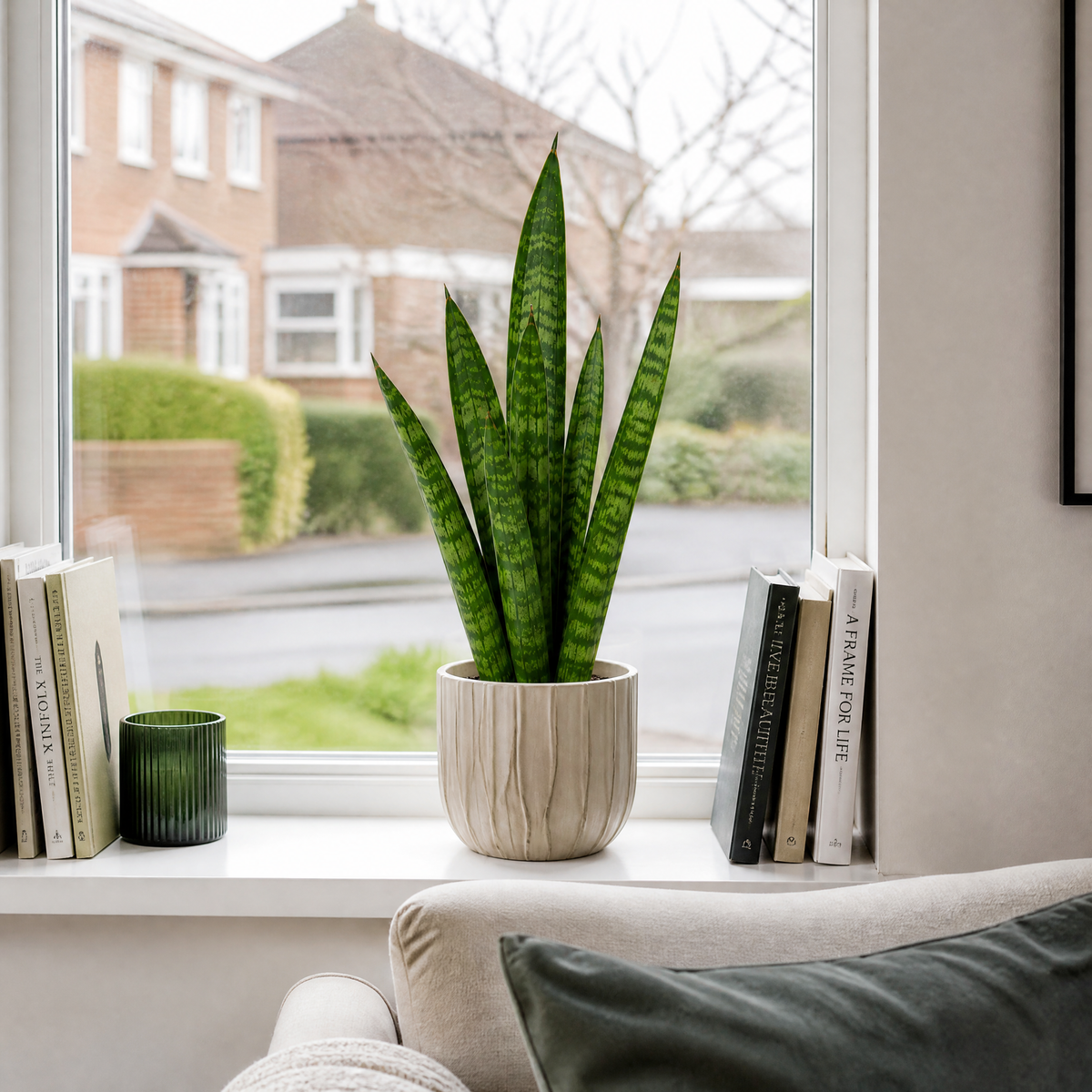 A snake plant with upright green leaves banded in creamy yellow, in a pot.