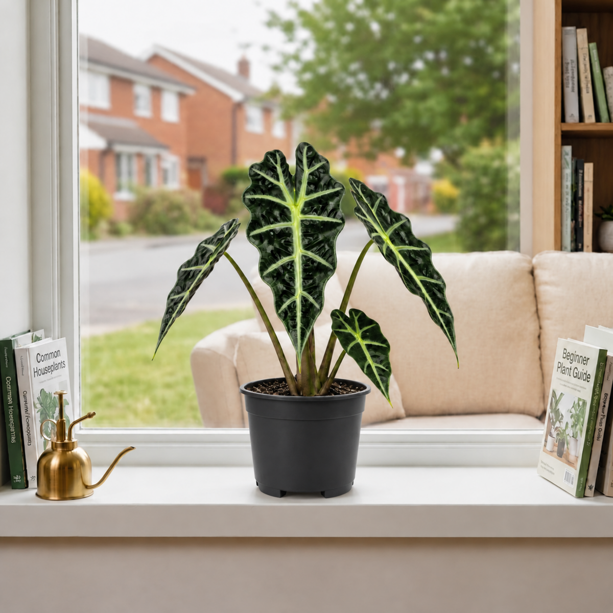 Alocasia Polly elephant's ear houseplant with dark green glossy leaves and pale veins.