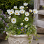 Set of 3 or 6 Large Plants - Cosmos Apollo White, Ready to Plant in Your Garden, Peat-Free
