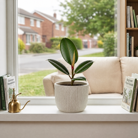 Ficus elastica 'Robusta' Rubber Plant with large glossy dark green leaves in a plastic nursery pot.