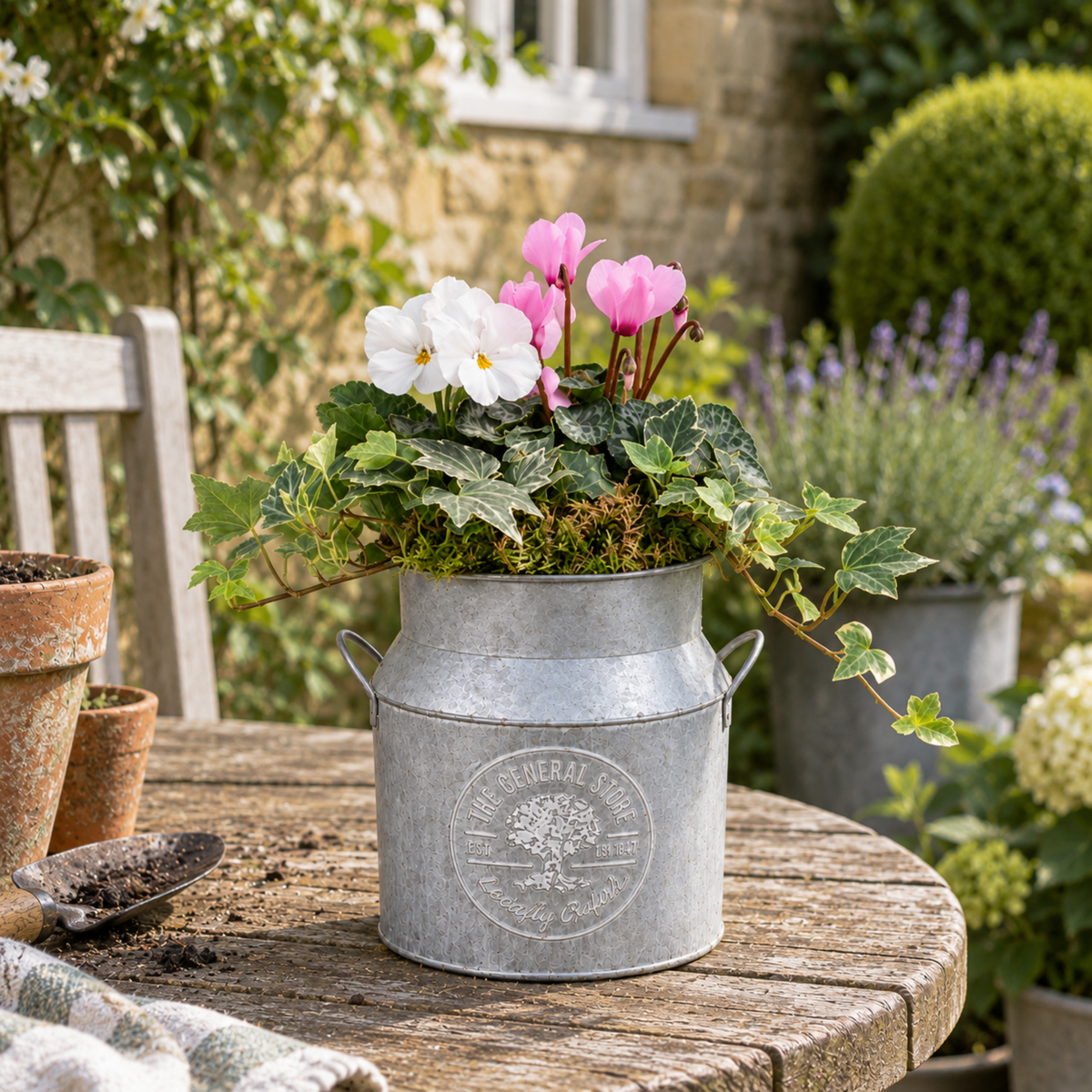 Pink cyclamen and white pansies with silver-leaved ivy planted in a milk churn.