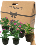 Strawberry Toscana Plant