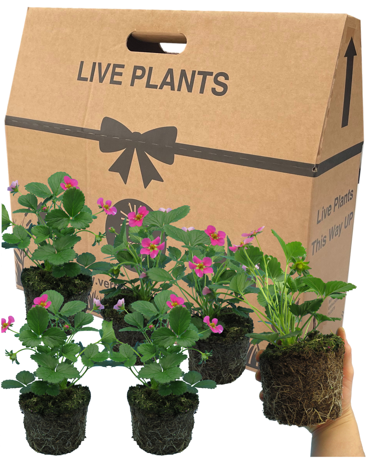 Strawberry 'Toscana' – Sweet Garden Strawberry (Set of 3 or 6)