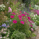 Cosmos Apollo Carmine Plants (Set of 3 or 6)