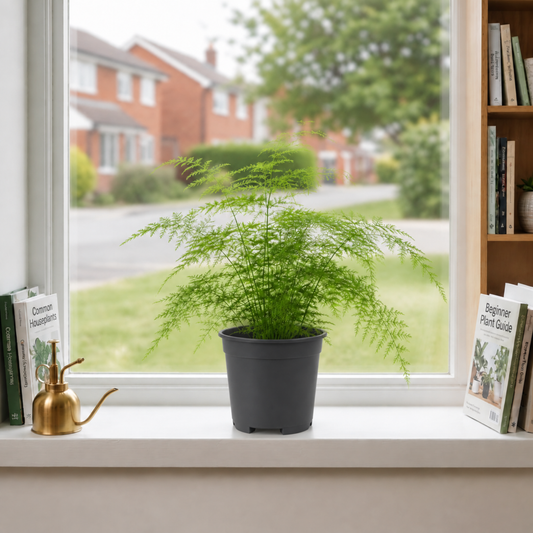 Lace fern houseplant with feathery green foliage in a nursery pot