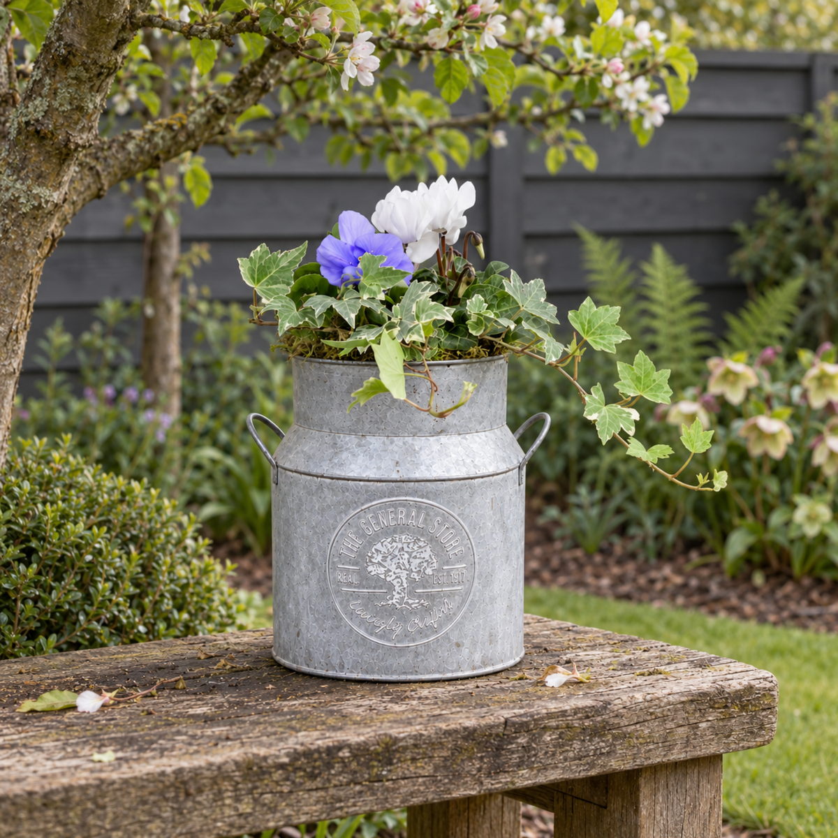 A milk churn planter filled with white cyclamen, pansies and trailing green ivy.
