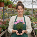 Cosmos Apollo Pink Plants (Set of 3 or 6)