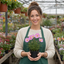Set of 3 or 6 Large Plants - Cosmos Apollo Pink, Ready to Plant in Your Garden, Peat-Free