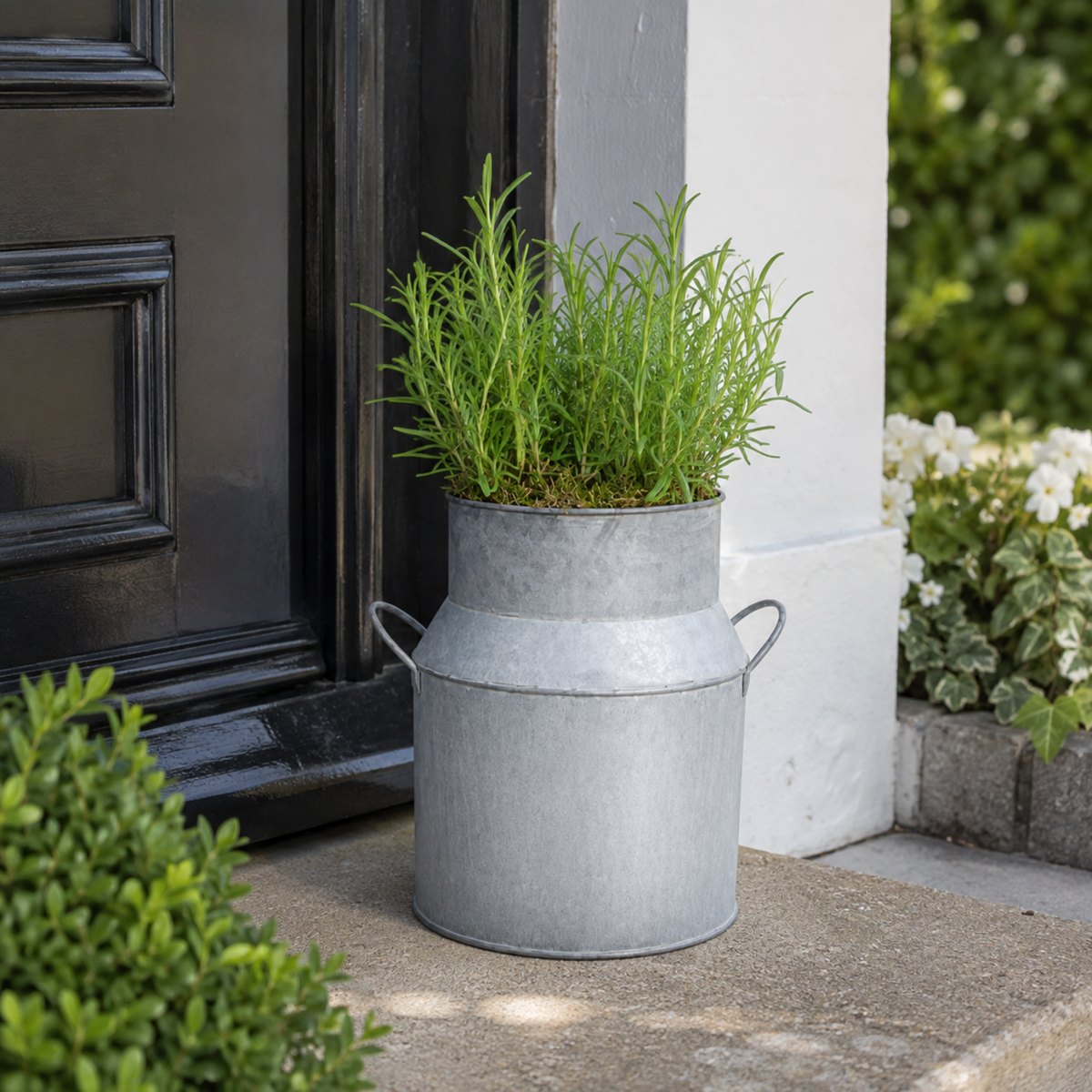 Green rosemary herb in pre-planted decorative milk churn planter