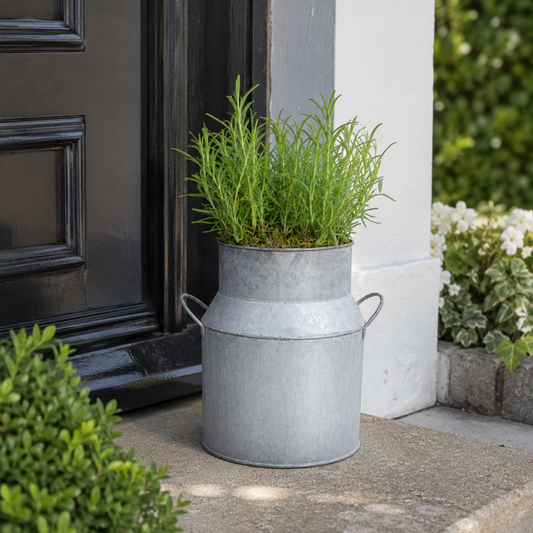 Green rosemary herb in pre-planted decorative milk churn planter