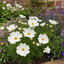 Set of 3 or 6 Large Plants - Cosmos Apollo White, Ready to Plant in Your Garden, Peat-Free
