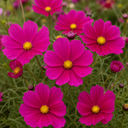 Cosmos Apollo Carmine Plants (Set of 3 or 6)
