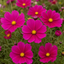 Set of 3 or 6 Large Plants - Cosmos Apollo Carmine, Ready to Plant in Your Garden, Peat-Free