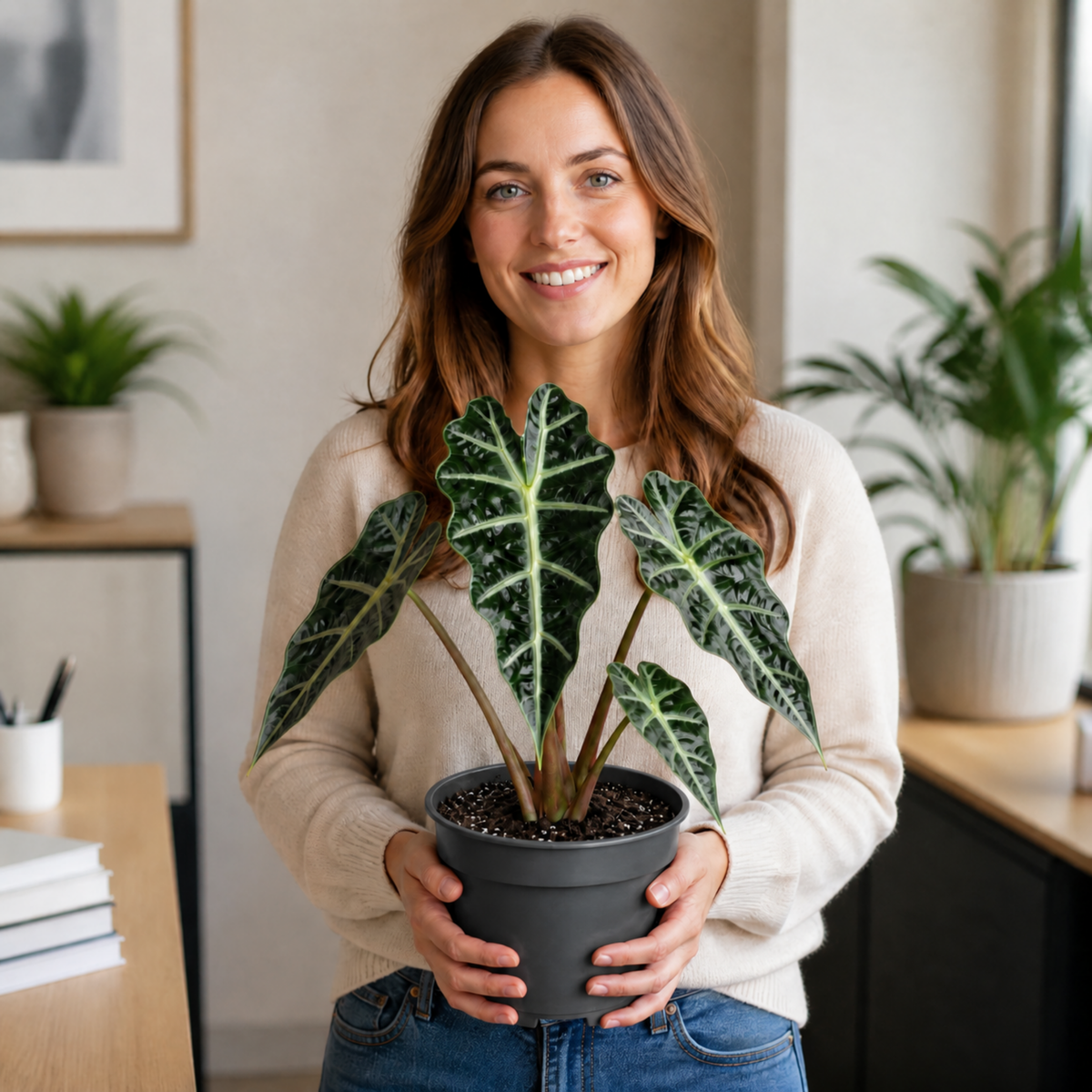 Alocasia Polly elephant's ear houseplant with dark green glossy leaves and pale veins.