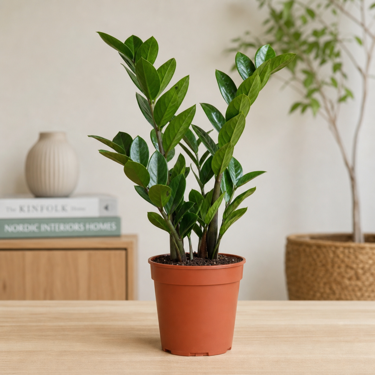 ZZ Plant with glossy dark green foliage in a pot.