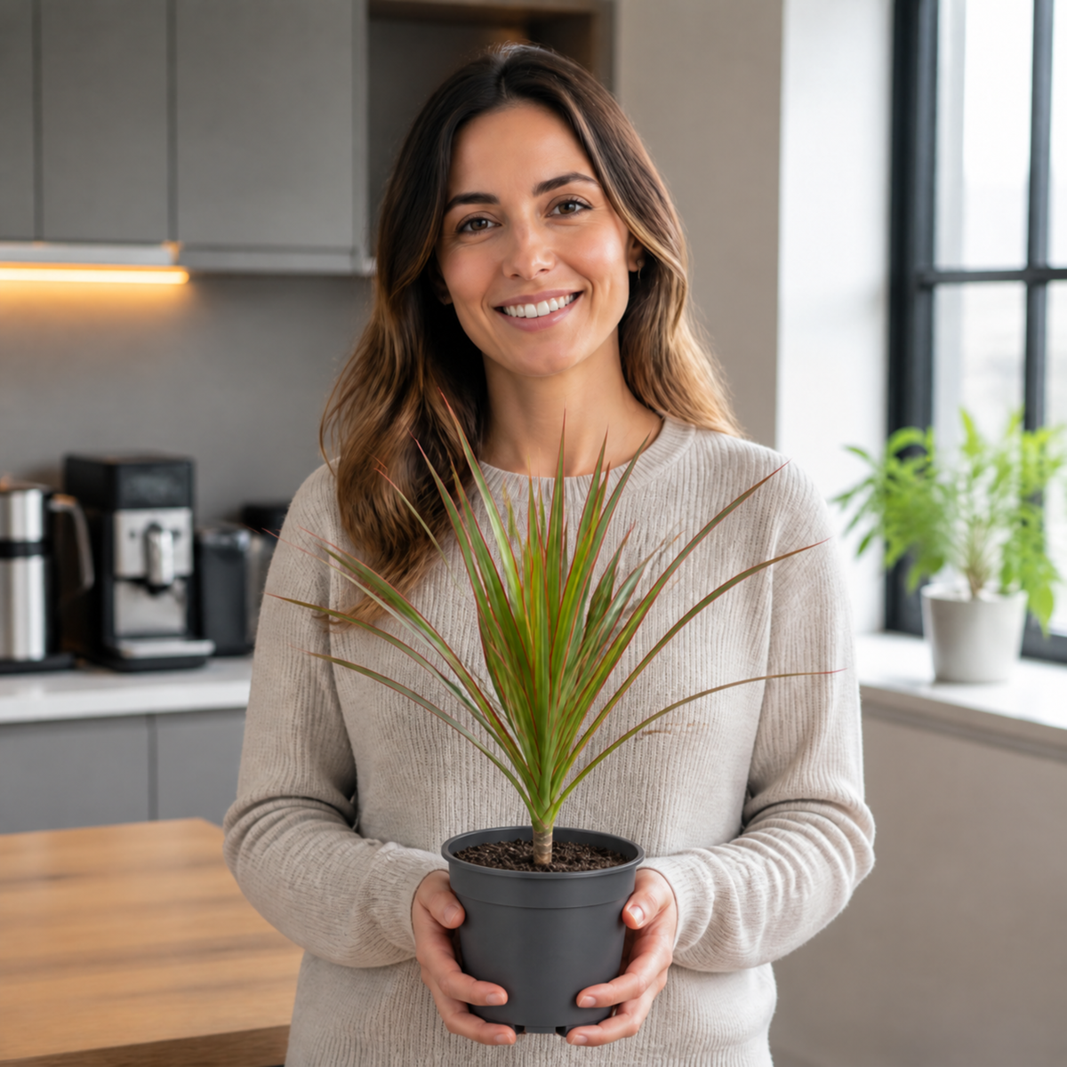 Dracaena marginata Dragon Tree houseplant with green, red-edged arching leaves.