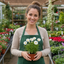 Set of 3 or 6 Large Plants - Cosmos Apollo White, Ready to Plant in Your Garden, Peat-Free