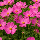 Cosmos Apollo Pink Plants (Set of 3 or 6)