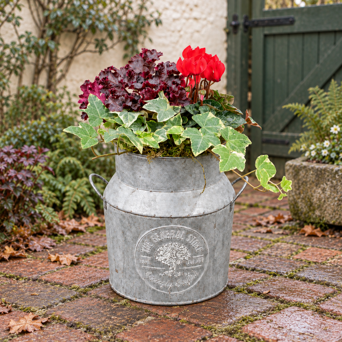 Ready-planted milk churn with ornamental foliage plants and Cyclamen flowers in autumn tones.