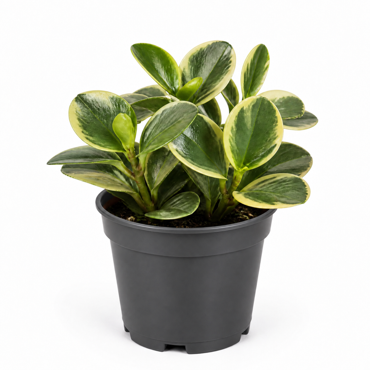 Peperomia obtusifolia 'Variegata' houseplant with creamy white and green variegated leaves.