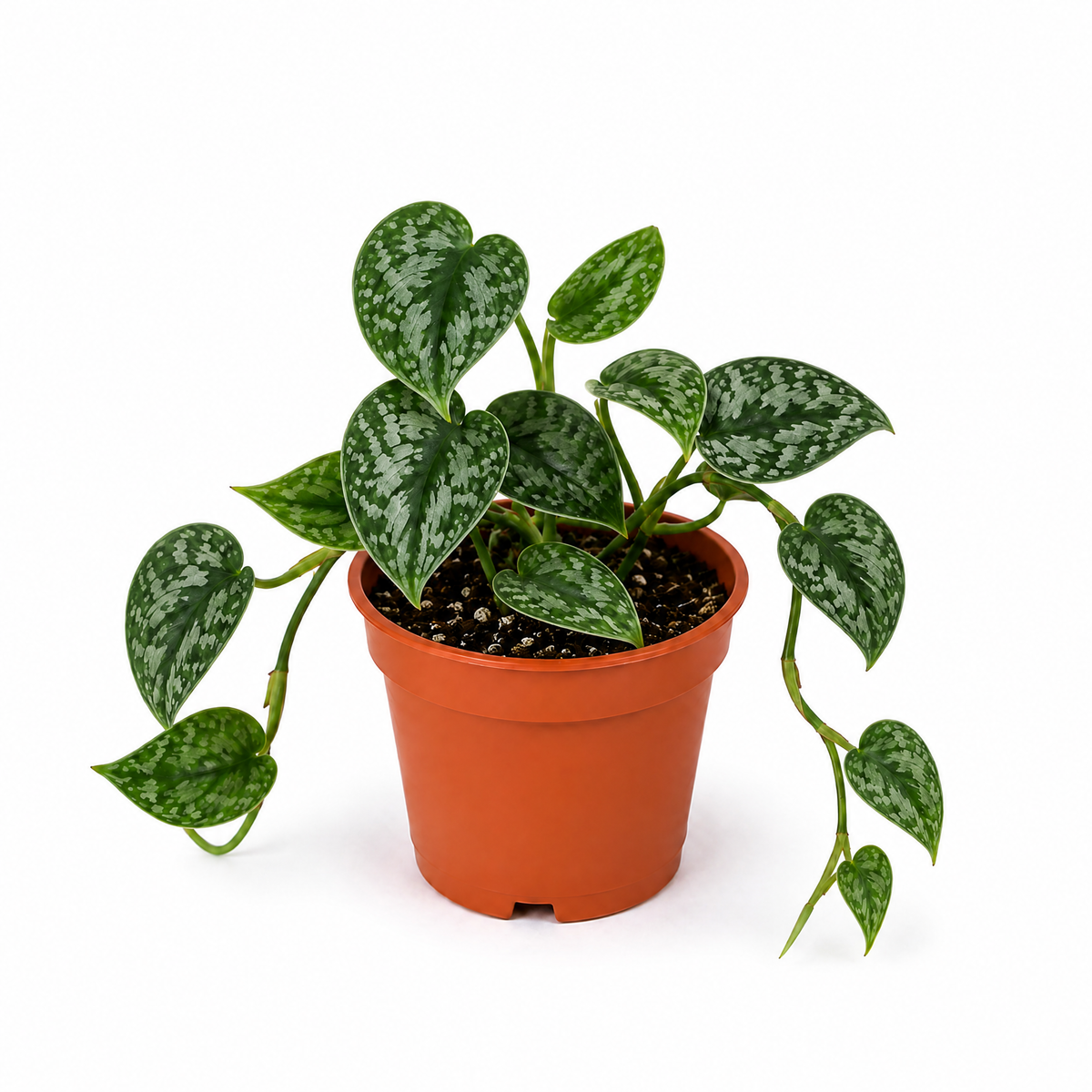 Satin Pothos houseplant with silver-variegated green trailing leaves.