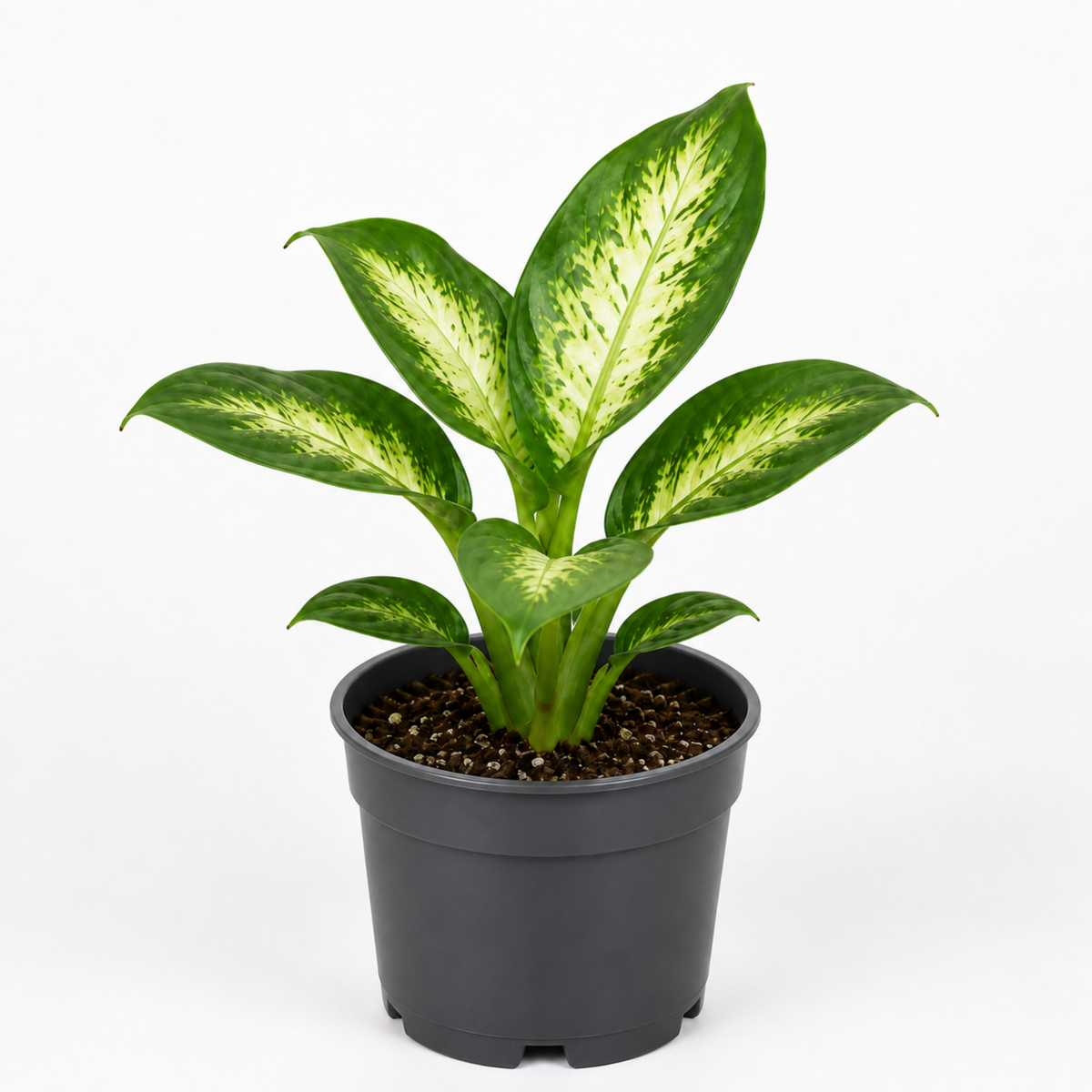 Dieffenbachia Dumb Cane with green and creamy-yellow variegated leaves