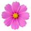 Set of 3 or 6 Large Plants - Cosmos Apollo Pink, Ready to Plant in Your Garden, Peat-Free