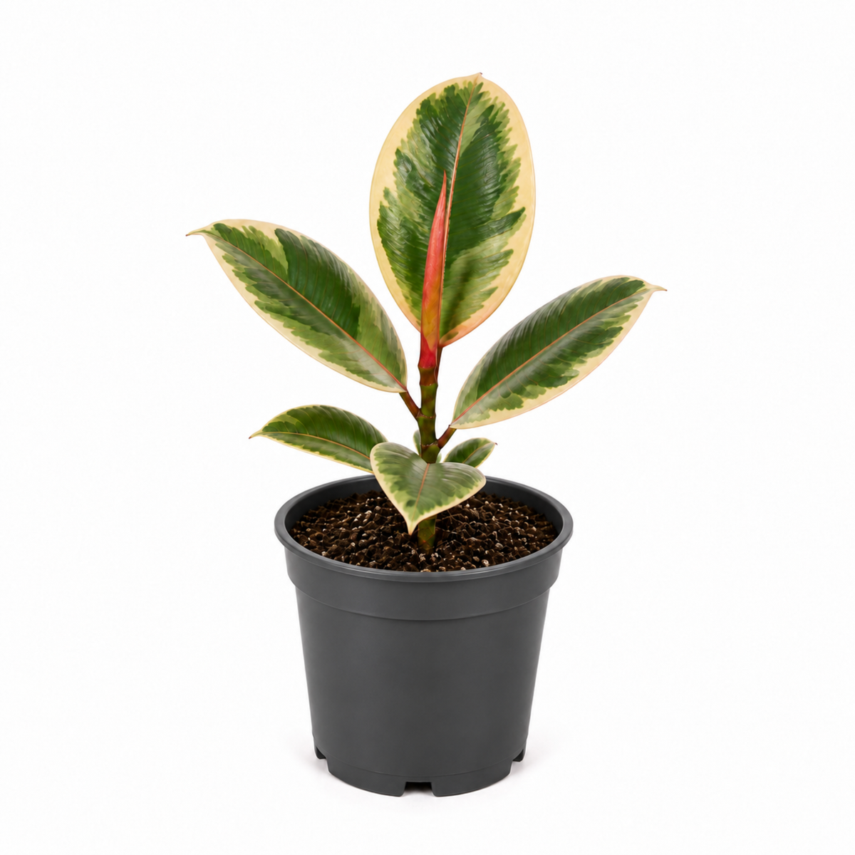 Ficus elastica 'Tineke' rubber plant with variegated cream, green and pink leaves.