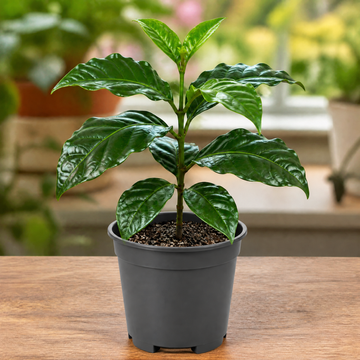 Coffea arabica coffee plant with glossy dark green leaves.