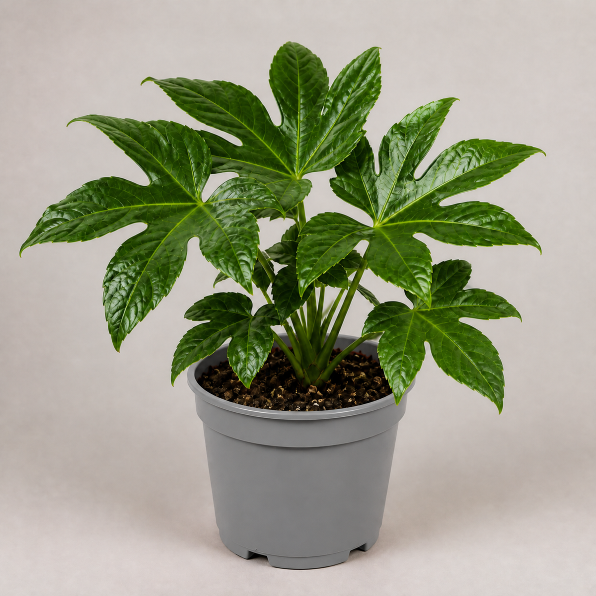Fatsia japonica paper plant with large glossy green leaves.