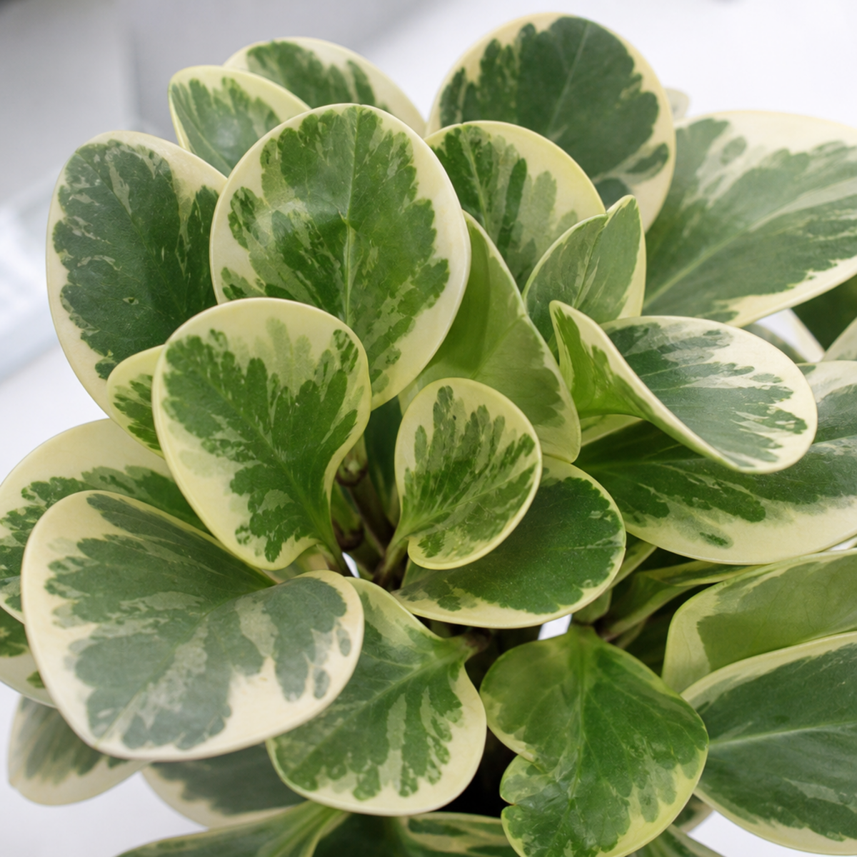 Variegated Peperomia radiator plant with cream and green leaves.