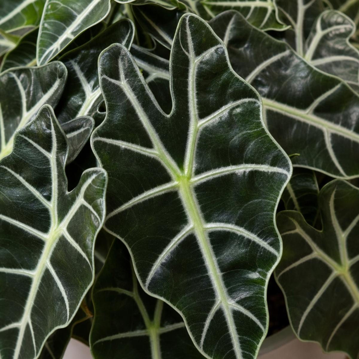 Alocasia Polly Elephant's Ear plant with deep green, white-veined leaves.