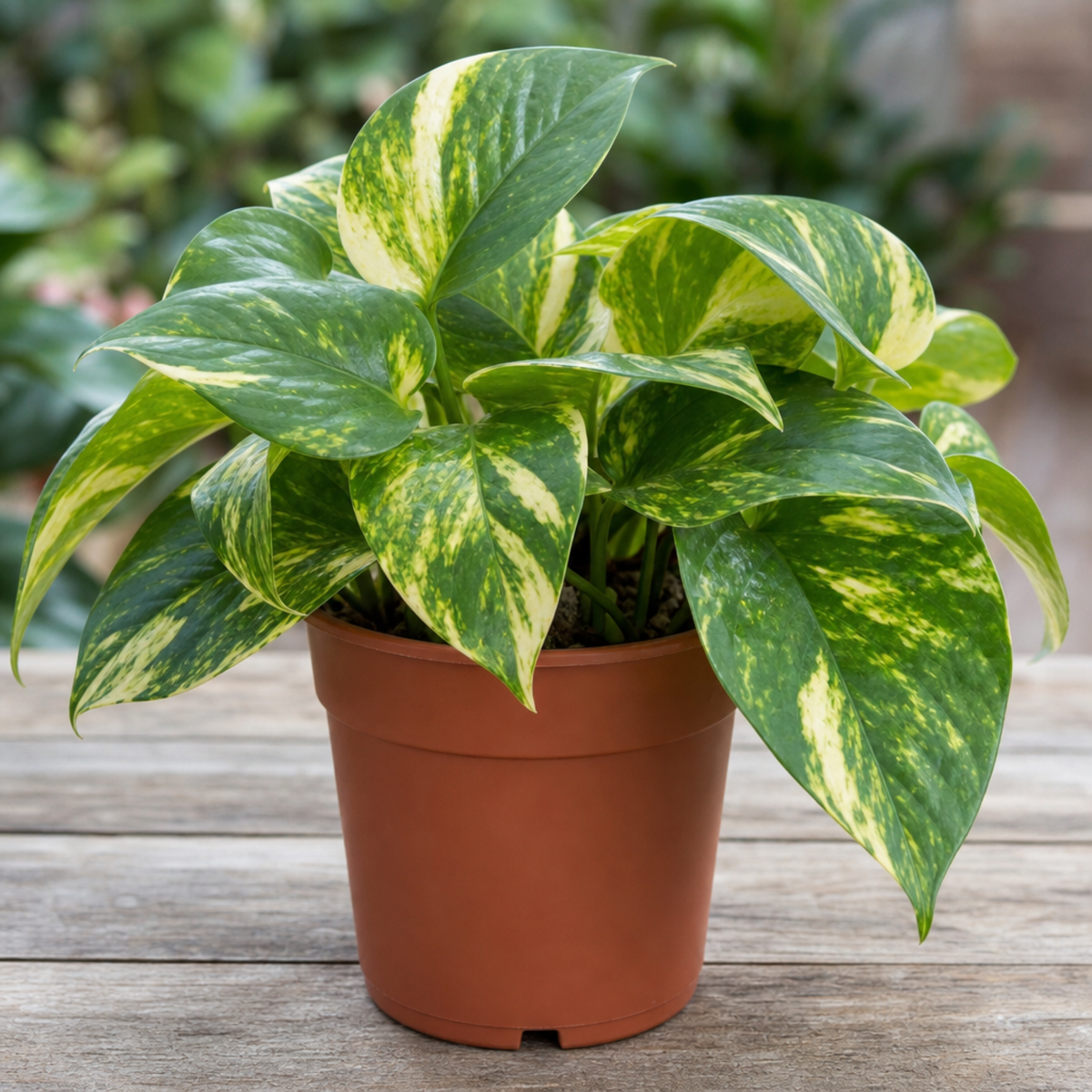 A trailing pothos plant with green and creamy-yellow variegated heart-shaped leaves.