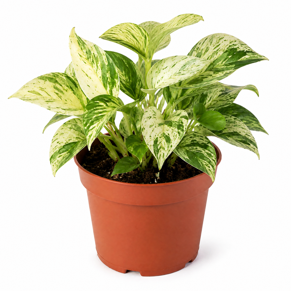 Marble Queen Pothos plant with green and white variegated trailing leaves.