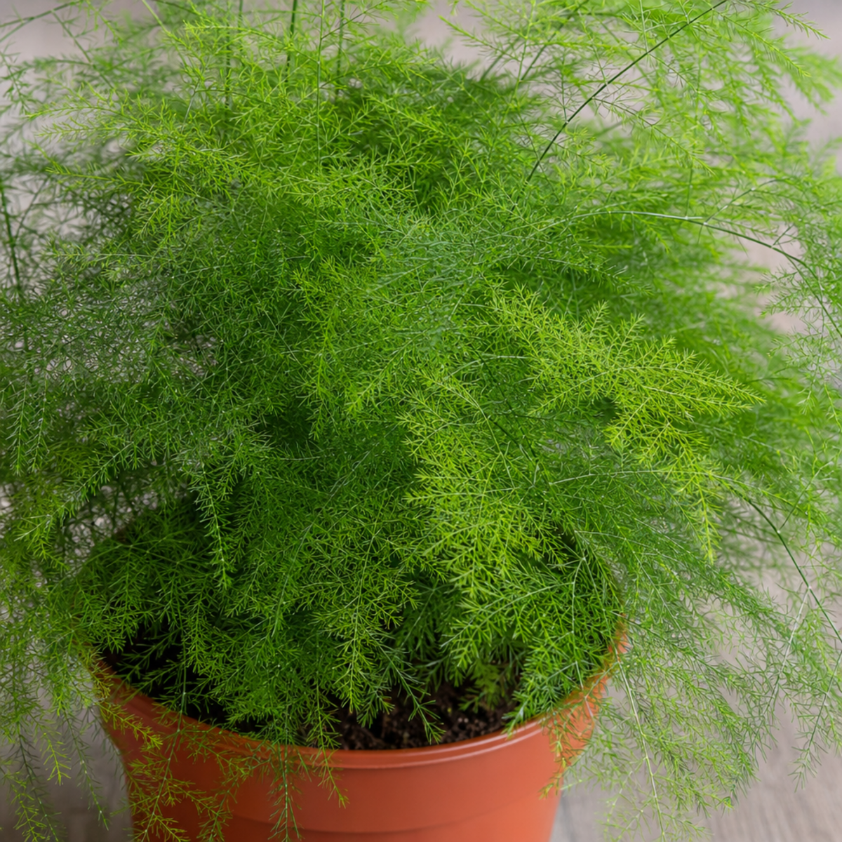 A green asparagus fern houseplant with feathery, bright green foliage in a pot.
